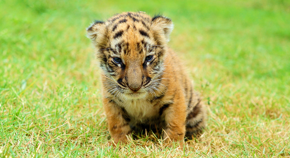 tiger